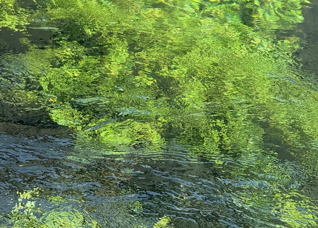 Les arbres verts se reflètent dans la surface ondulante d'un plan d'eau, créant un motif abstrait et éclatant aux nuances de vert et aux touches de bleu — une image aussi dynamique et captivante qu'une campagne de marketing Facebook bien conçue.